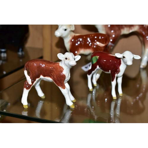 424 - FOUR BESWICK HEREFORD CALVES, comprising No 854, brown and white, No 901B (closed mouth) brown and w... 