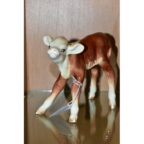 424 - FOUR BESWICK HEREFORD CALVES, comprising No 854, brown and white, No 901B (closed mouth) brown and w... 