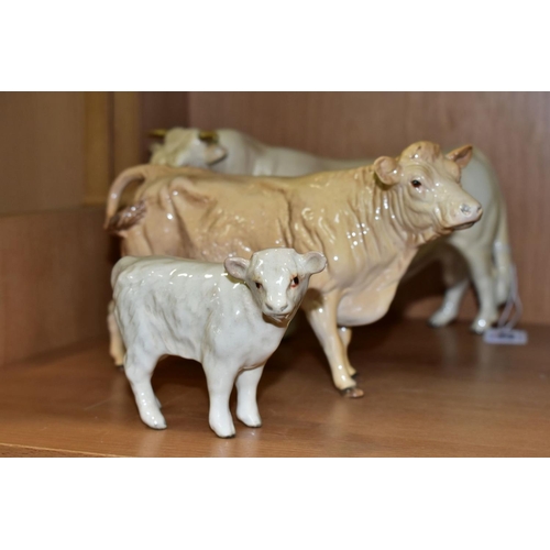 431 - BESWICK CHAROLAIS CATTLE, comprising Bull No.2463A, gloss, Cow No.3075A, gloss and Charolais Calf No... 