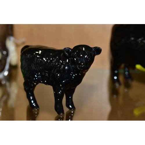 435 - BESWICK ABERDEEN ANGUS CATTLE, comprising Bull No.1562, Cow No.1563 and Aberdeen Angus Calf No.1827A... 