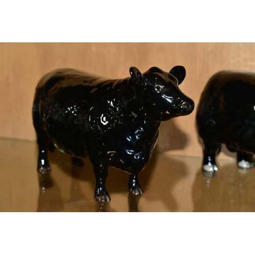 435 - BESWICK ABERDEEN ANGUS CATTLE, comprising Bull No.1562, Cow No.1563 and Aberdeen Angus Calf No.1827A... 