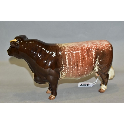 437 - A BESWICK DAIRY SHORTHORN BULL, Ch. 'Gwersylt Lord Oxford 74th', No.1504, oval Beswick backstamp (co... 