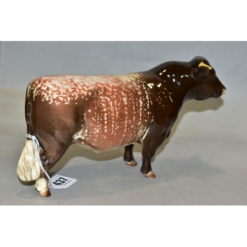 437 - A BESWICK DAIRY SHORTHORN BULL, Ch. 'Gwersylt Lord Oxford 74th', No.1504, oval Beswick backstamp (co... 