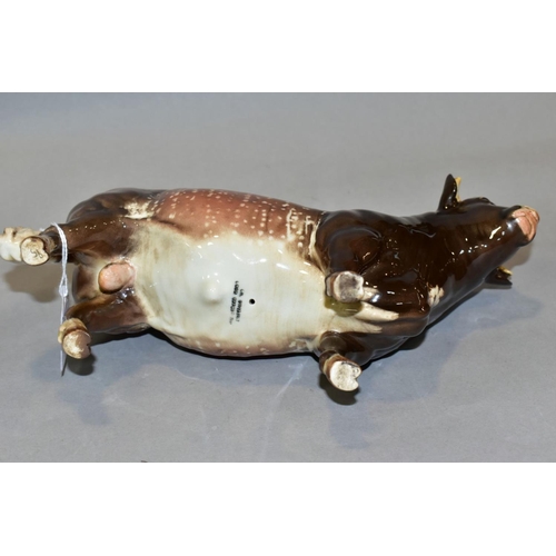 437 - A BESWICK DAIRY SHORTHORN BULL, Ch. 'Gwersylt Lord Oxford 74th', No.1504, oval Beswick backstamp (co... 