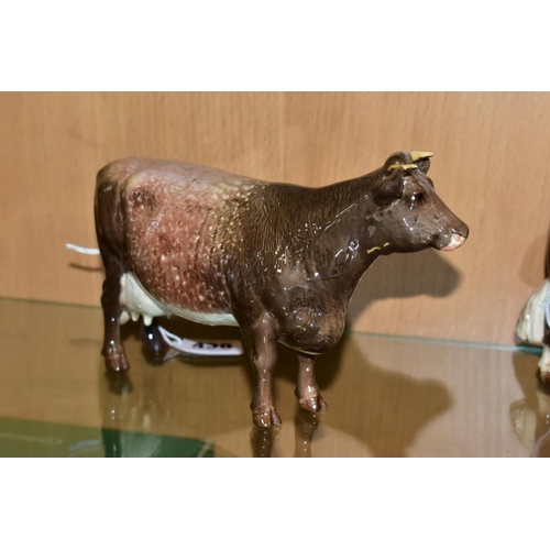 438 - A BESWICK DAIRY SHORTHORN COW, Ch. 'Eaton Wild Eyes 91st', No.1510, oval Beswick backstamp (conditio... 