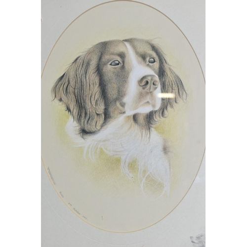 546 - JOHN WATERHOUSE (BRITISH 1967) SPRINGER SPANIEL, a head portrait of a dog, signed and dated October ... 