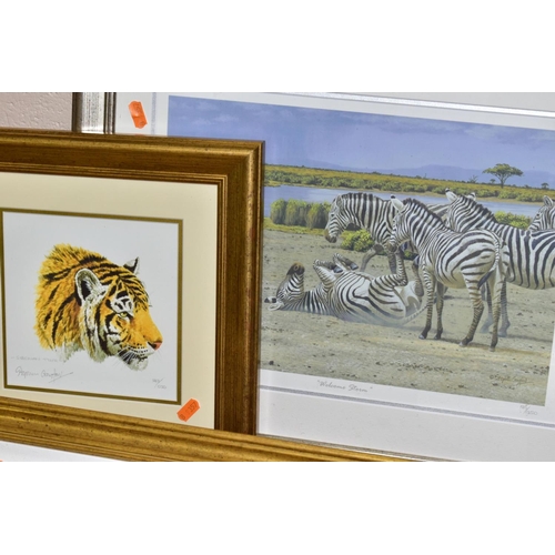 761 - TWENTY LIMITED EDITION PRINTS comprising sixteen Stephen Gayford Wildlife prints - Big Cats, Wolfs, ... 