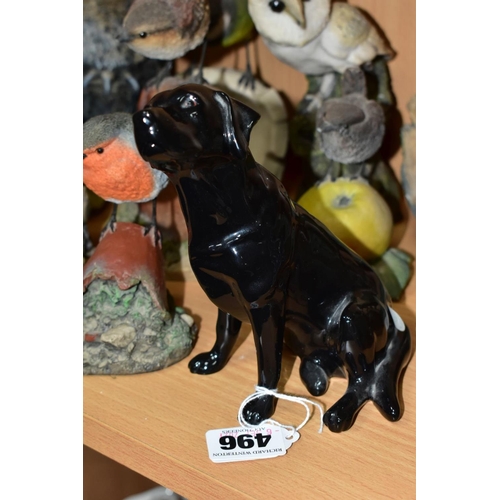 496 - A BESWICK LABRADOR AND TEN RESIN BIRD ORNAMENTS, seated black labrador height 14cm, has signed 'John... 