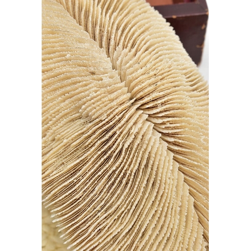 116 - A CORAL SPECIMEN AND JEWELLERY BOX,  a cream coloured coral specimen, approximate length 290mm x wid... 