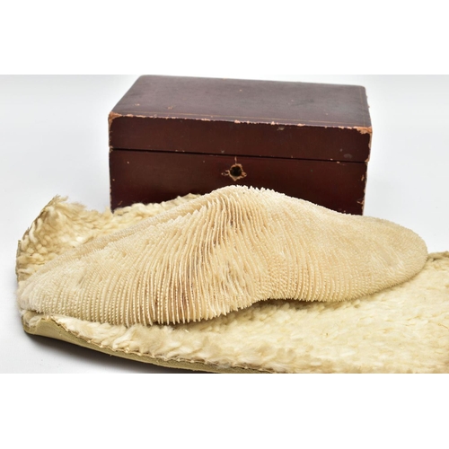 116 - A CORAL SPECIMEN AND JEWELLERY BOX,  a cream coloured coral specimen, approximate length 290mm x wid... 