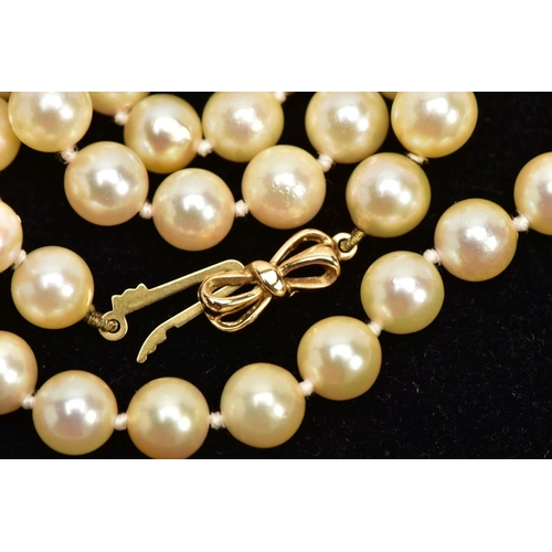 47 - A CULTURED PEARL NECKLACE WITH A YELLOW METAL CLASP, a single row of cream pearls with a pink hue, e... 