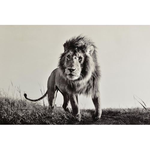 418 - ANUP SHAH (KENYA CONTEMPORARY) 'HUNTER', an artist proof print of a lion, 13/15 with certificate, ap... 