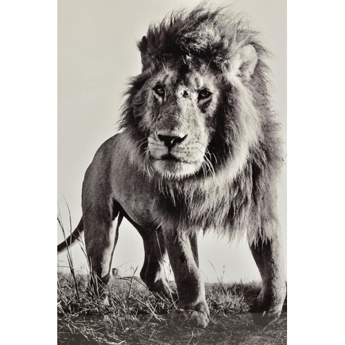 418 - ANUP SHAH (KENYA CONTEMPORARY) 'HUNTER', an artist proof print of a lion, 13/15 with certificate, ap... 