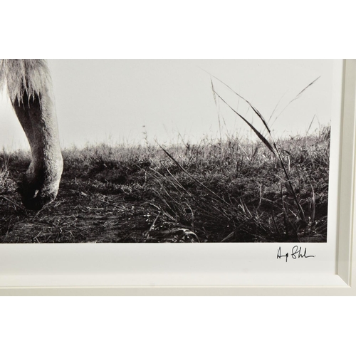 418 - ANUP SHAH (KENYA CONTEMPORARY) 'HUNTER', an artist proof print of a lion, 13/15 with certificate, ap... 