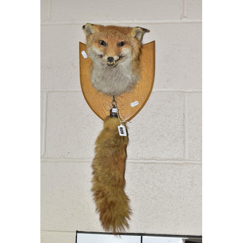 609 - A TAXIDERMY FOX'S HEAD AND TAIL, mounted on an oak shield, the tail or brush has a silver mount hall... 