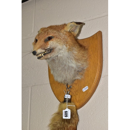 609 - A TAXIDERMY FOX'S HEAD AND TAIL, mounted on an oak shield, the tail or brush has a silver mount hall... 