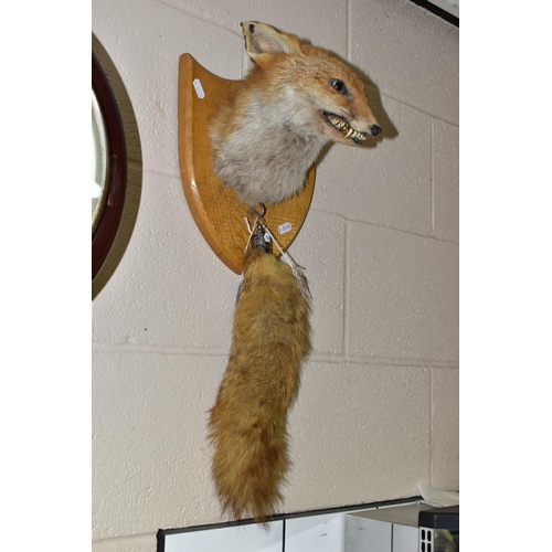 609 - A TAXIDERMY FOX'S HEAD AND TAIL, mounted on an oak shield, the tail or brush has a silver mount hall... 