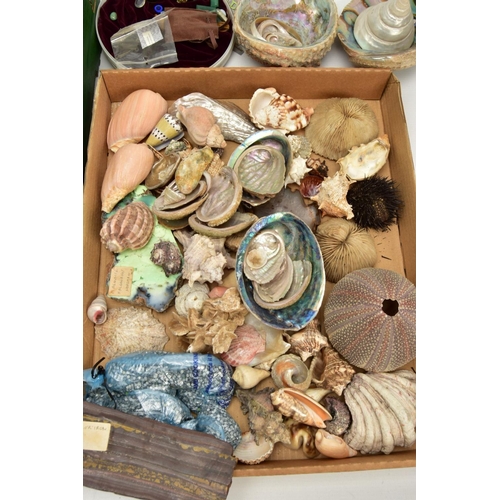 199 - AN ASSORTED LOT OF COLLECTABLE GEMSTONE, FOSSILS AND SHELL SPECIMENS, to include amethyst crystals, ... 