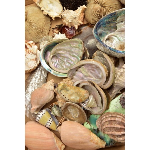 199 - AN ASSORTED LOT OF COLLECTABLE GEMSTONE, FOSSILS AND SHELL SPECIMENS, to include amethyst crystals, ... 