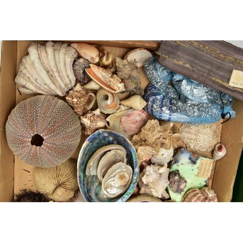 199 - AN ASSORTED LOT OF COLLECTABLE GEMSTONE, FOSSILS AND SHELL SPECIMENS, to include amethyst crystals, ... 