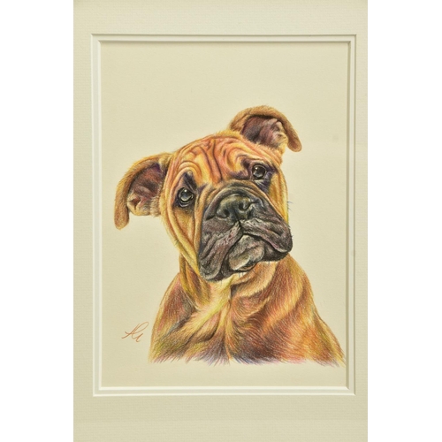 403 - HAYLEY GOODHEAD (BRITISH CONTEMPORARY) 'BOXER STUDY SKETCH', a pencil drawing of a boxer puppy, init... 