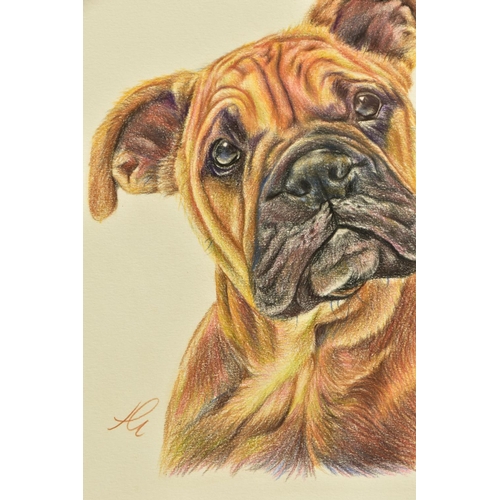 403 - HAYLEY GOODHEAD (BRITISH CONTEMPORARY) 'BOXER STUDY SKETCH', a pencil drawing of a boxer puppy, init... 