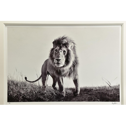 420 - ANUP SHAH (KENYA CONTEMPORARY) 'HUNTER', a signed limited edition print of a lion, 5/150 with certif... 