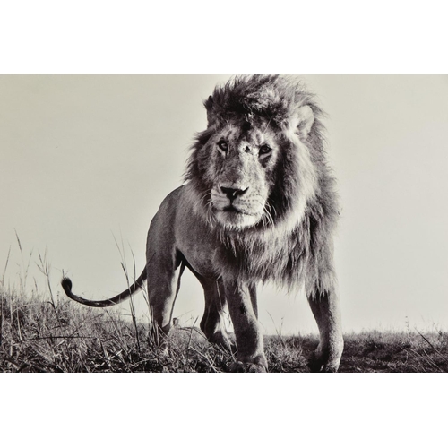 420 - ANUP SHAH (KENYA CONTEMPORARY) 'HUNTER', a signed limited edition print of a lion, 5/150 with certif... 