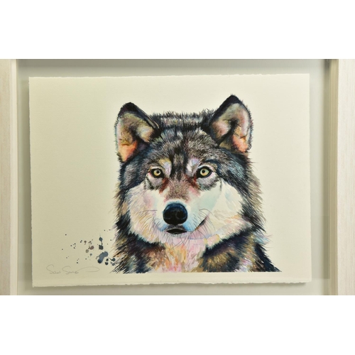 425 - SARAH STOKES (BRITISH CONTEMPORARY), 'GOLDEN EYES' a portrait of a wolf, signed bottom left, waterco... 