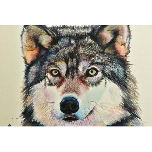 425 - SARAH STOKES (BRITISH CONTEMPORARY), 'GOLDEN EYES' a portrait of a wolf, signed bottom left, waterco... 