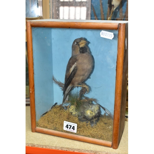 474 - THREE TWENTIETH CENTURY CASED TAXIDERMY BIRDS, comprising a Scarlet Ibis, a Great Crested Grebe with... 