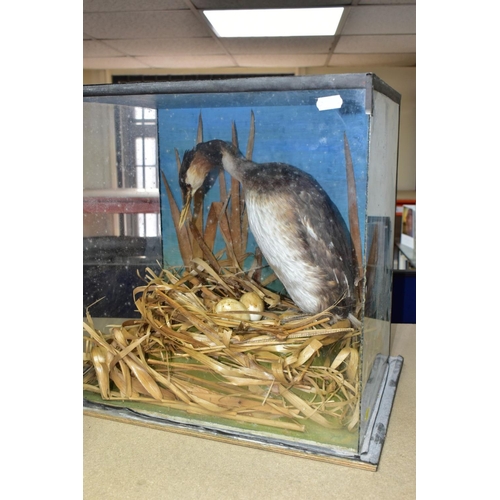 474 - THREE TWENTIETH CENTURY CASED TAXIDERMY BIRDS, comprising a Scarlet Ibis, a Great Crested Grebe with... 