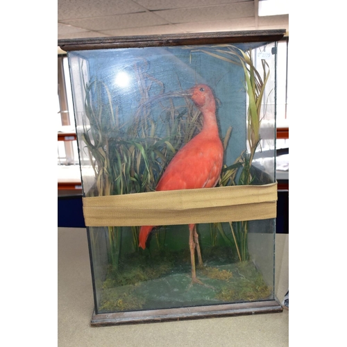 474 - THREE TWENTIETH CENTURY CASED TAXIDERMY BIRDS, comprising a Scarlet Ibis, a Great Crested Grebe with... 