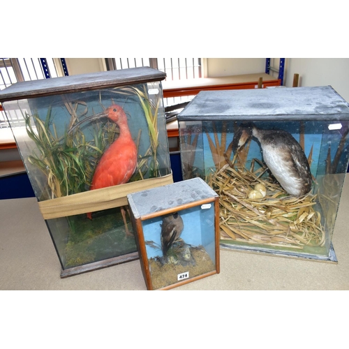 474 - THREE TWENTIETH CENTURY CASED TAXIDERMY BIRDS, comprising a Scarlet Ibis, a Great Crested Grebe with... 