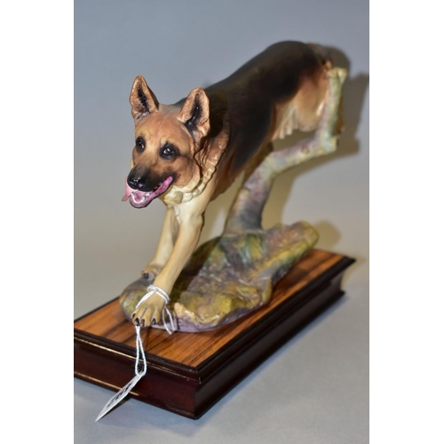 492 - AN ALBANY FINE CHINA CO LTD FIGURE OF AN 'ALSATIAN (G.S.D.)', modelled by Neil Campbell, mounted on ... 