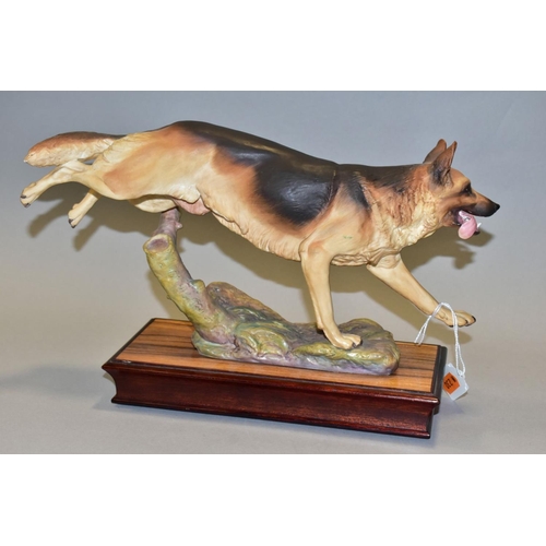 492 - AN ALBANY FINE CHINA CO LTD FIGURE OF AN 'ALSATIAN (G.S.D.)', modelled by Neil Campbell, mounted on ... 