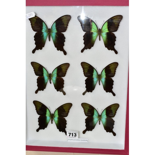 713 - ENTOMOLOGY: A CASED DISPLAY OF SWALLOWTAIL BUTTERFLIES, a pink wall hanging display case with glass ... 