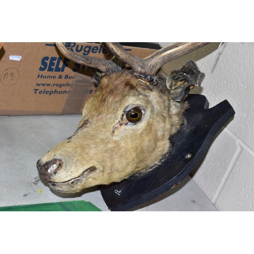 719 - A TAXIDERMY MOUNTED STAG'S HEAD, having six points, mounted on a wooden black painted shield, size o... 