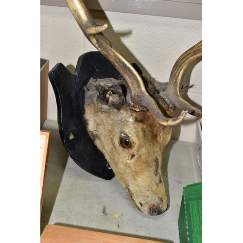 719 - A TAXIDERMY MOUNTED STAG'S HEAD, having six points, mounted on a wooden black painted shield, size o... 