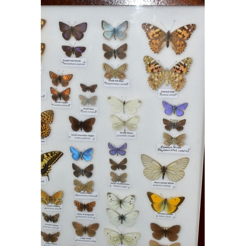 734 - ENTOMOLOGY: A CASED DISPLAY OF BRITISH BUTTERFLIES, a mahogany wall hanging display case with glass ... 