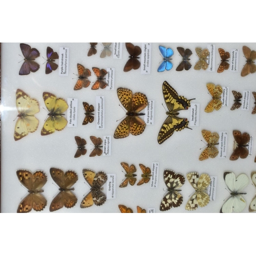 734 - ENTOMOLOGY: A CASED DISPLAY OF BRITISH BUTTERFLIES, a mahogany wall hanging display case with glass ... 