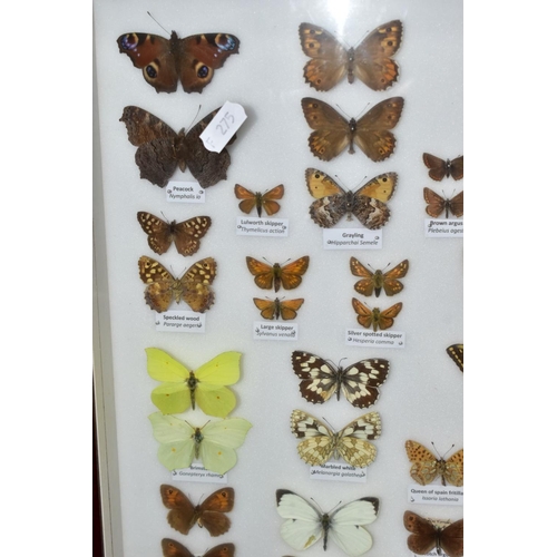 734 - ENTOMOLOGY: A CASED DISPLAY OF BRITISH BUTTERFLIES, a mahogany wall hanging display case with glass ... 