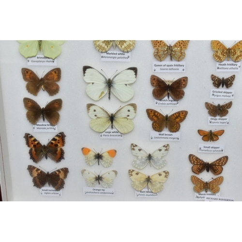 734 - ENTOMOLOGY: A CASED DISPLAY OF BRITISH BUTTERFLIES, a mahogany wall hanging display case with glass ... 