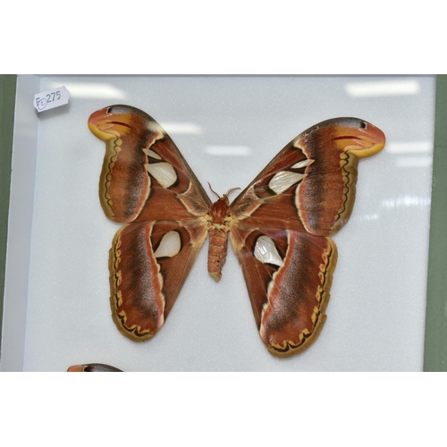 735 - ENTOMOLOGY: A CASED DISPLAY OF ATLAS MOTHS, a pale green wall hanging display case with glass front,... 