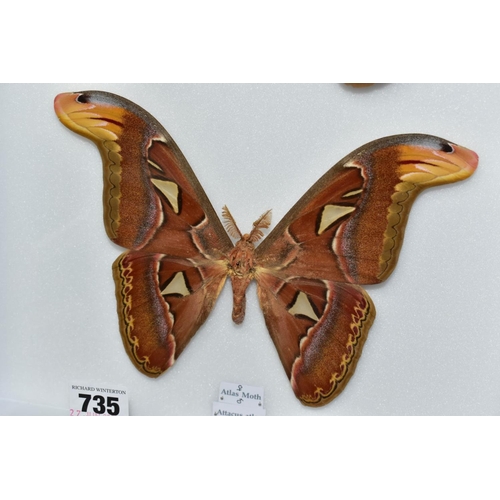 735 - ENTOMOLOGY: A CASED DISPLAY OF ATLAS MOTHS, a pale green wall hanging display case with glass front,... 