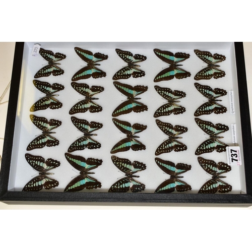 737 - ENTOMOLOGY: A CASED DISPLAY OF GRAPHIUM SWALLOWTAIL BUTTERFLIES, a black wall hanging display case w... 