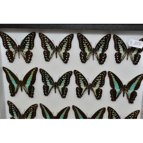 737 - ENTOMOLOGY: A CASED DISPLAY OF GRAPHIUM SWALLOWTAIL BUTTERFLIES, a black wall hanging display case w... 