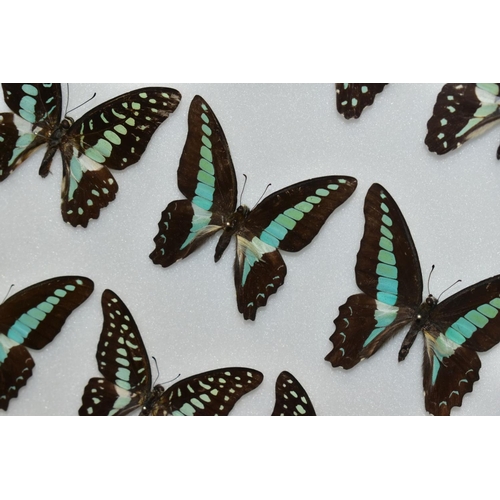 737 - ENTOMOLOGY: A CASED DISPLAY OF GRAPHIUM SWALLOWTAIL BUTTERFLIES, a black wall hanging display case w... 