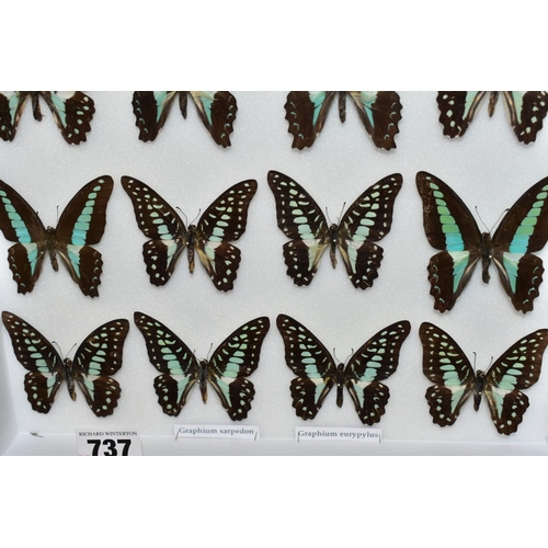 737 - ENTOMOLOGY: A CASED DISPLAY OF GRAPHIUM SWALLOWTAIL BUTTERFLIES, a black wall hanging display case w... 