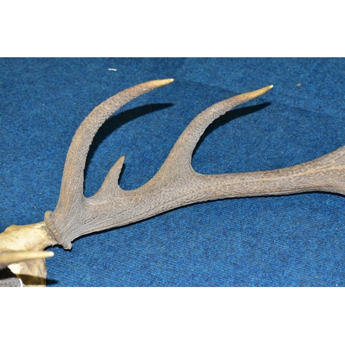 511 - A PAIR OF RED DEER ANTLERS, unmounted, with top of skull, eleven points, total length 61cm, width at... 